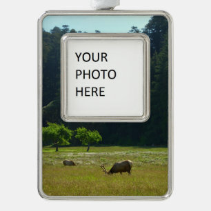 Elk Meadow at Redwood National Park Silver Plated Framed Ornament