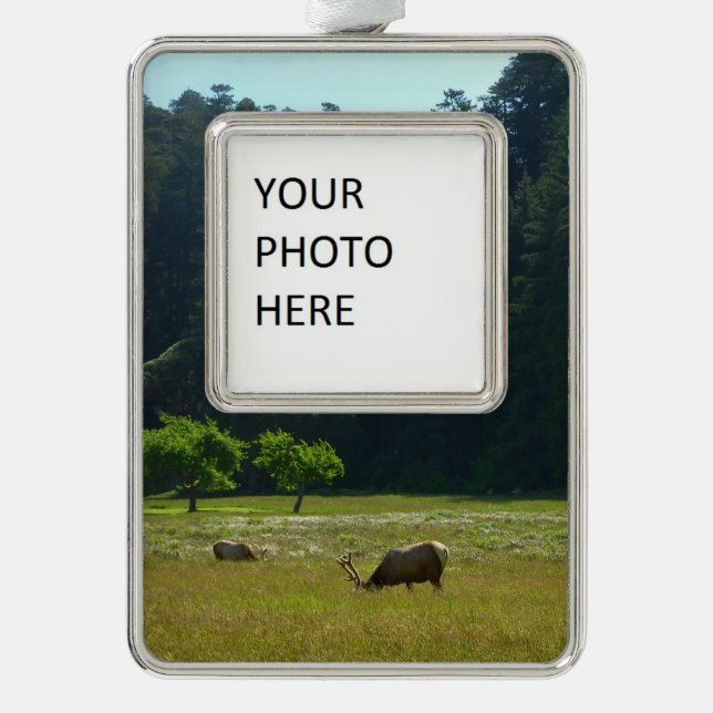 Elk Meadow at Redwood National Park Silver Plated Framed Ornament (Front)