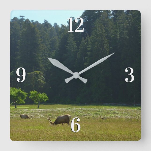 Elk Meadow at Redwood National Park Square Wall Clock (Front)
