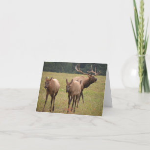 Elk Note Card