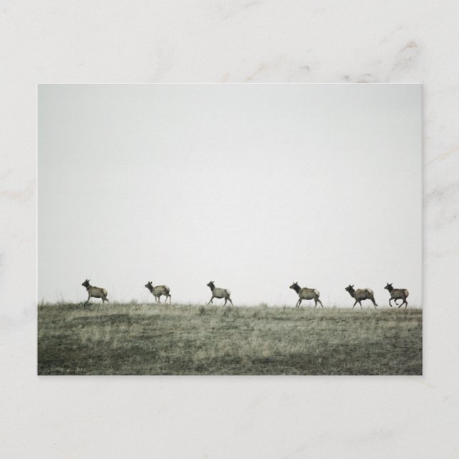 Elk P2799 Postcard (Front)