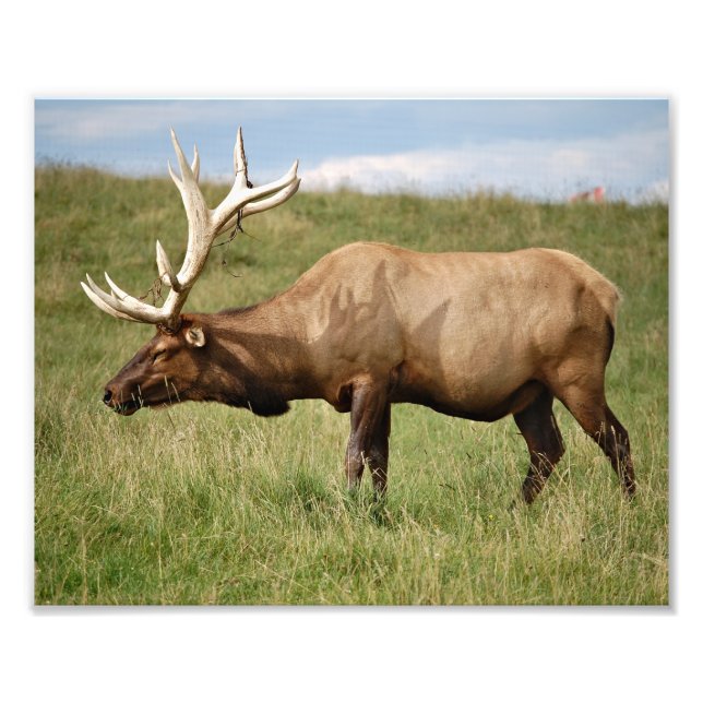 Elk Photo Print (Front)