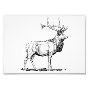 Elk Photo Print