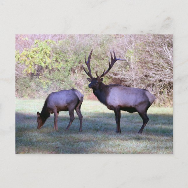Elk Postcard (Front)