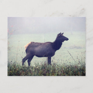 Elk Postcard