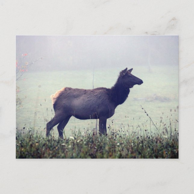 Elk Postcard (Front)