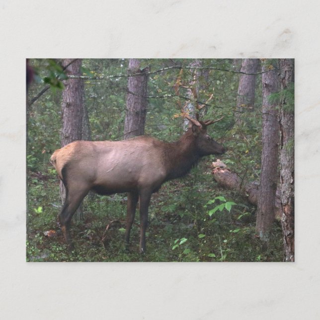 Elk Postcard (Front)