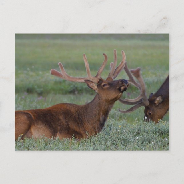 elk postcard (Front)
