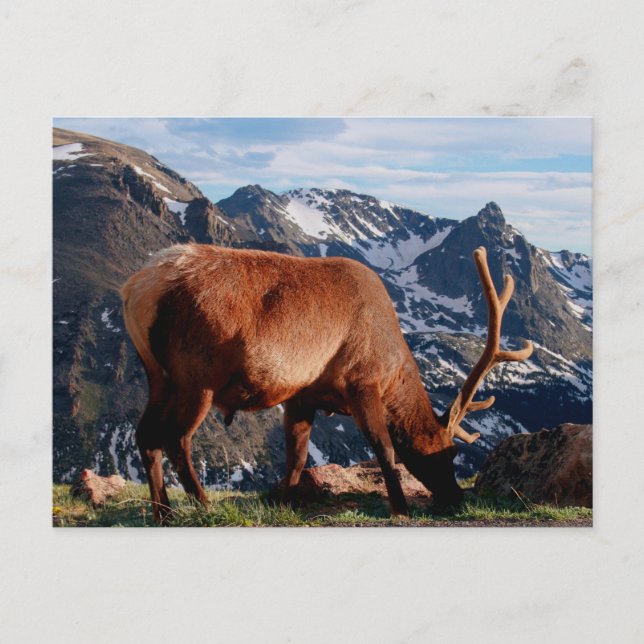 Elk Postcard (Front)