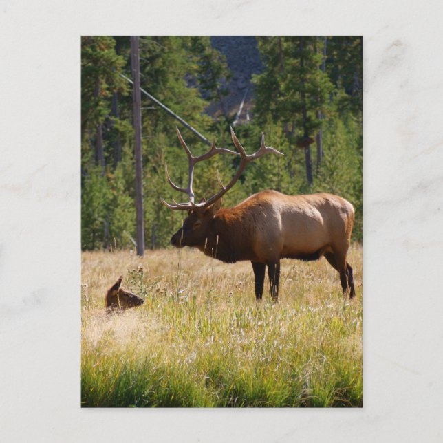 Elk Postcard (Front)