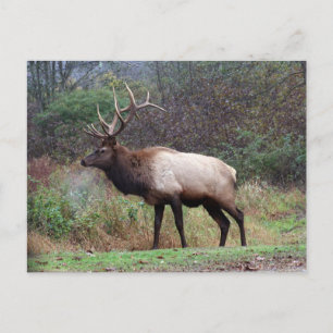 Elk Postcard