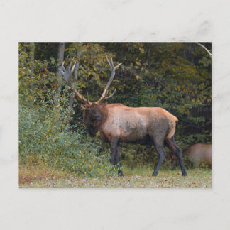 Elk Postcard