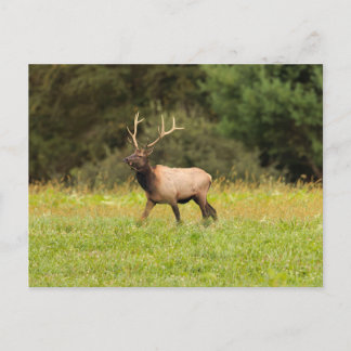 Elk Postcard
