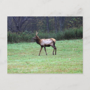Elk Postcard