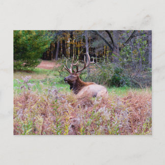 Elk Postcard