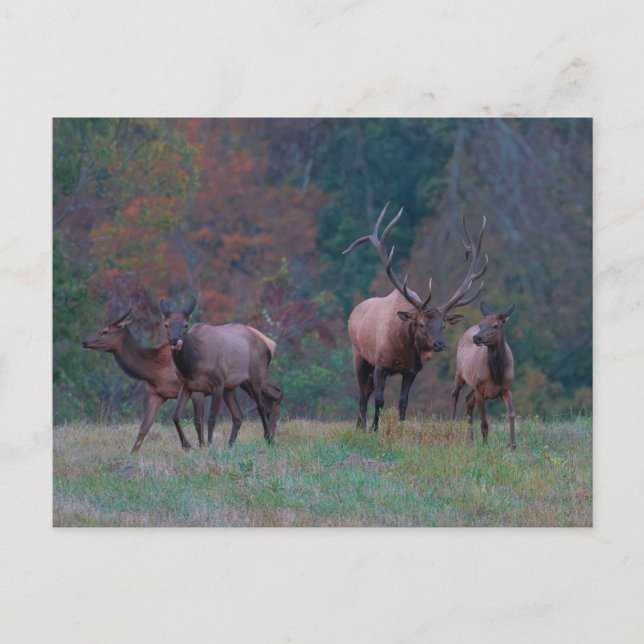 Elk Postcard (Front)