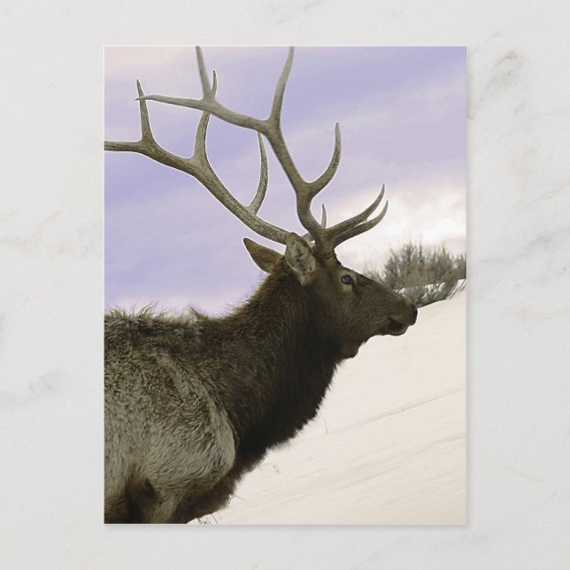 Elk Postcard (Front)