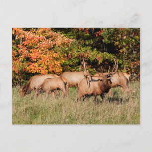 Elk Postcard