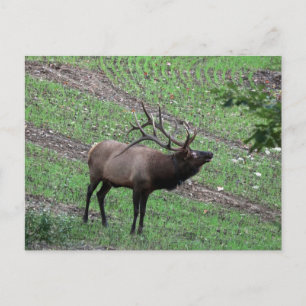 Elk Postcard