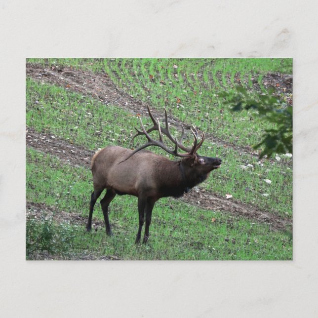 Elk Postcard (Front)