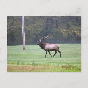 Elk Postcard