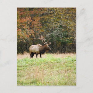 Elk Postcard