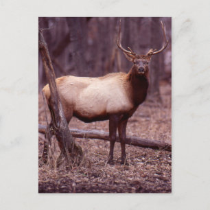 Elk Postcard