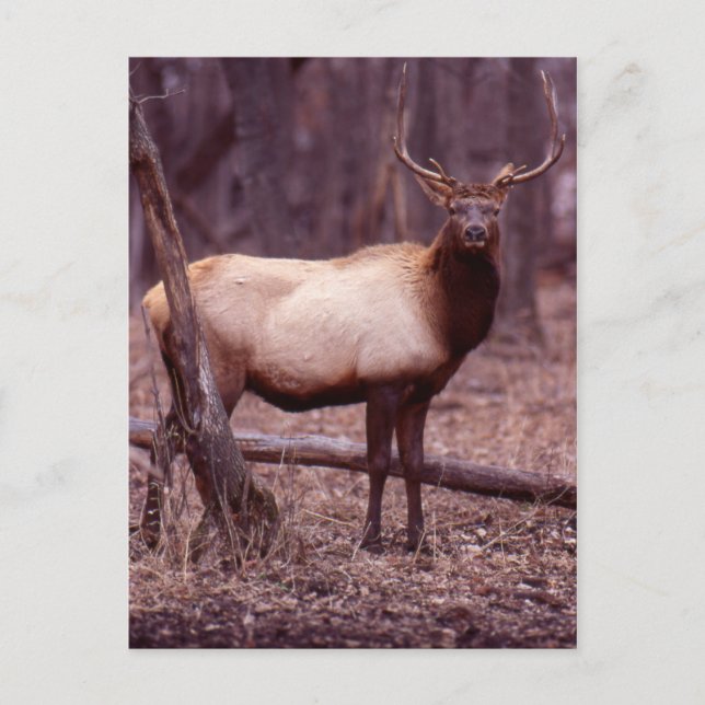 Elk Postcard (Front)