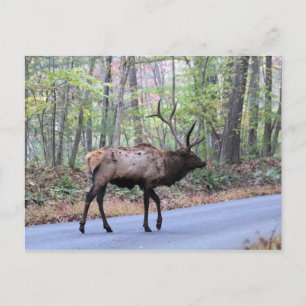 Elk Postcard