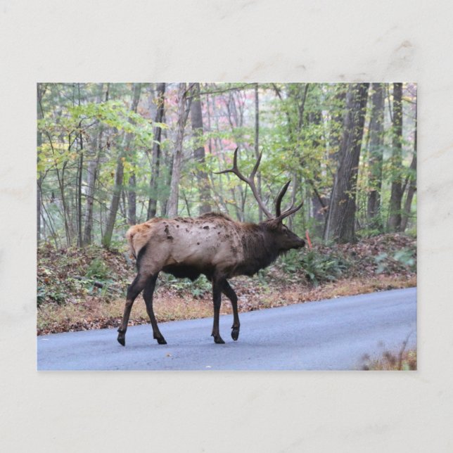 Elk Postcard (Front)