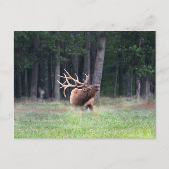 Elk Postcard (Front)