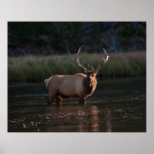 Elk Poster