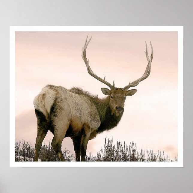 Elk Poster (Front)