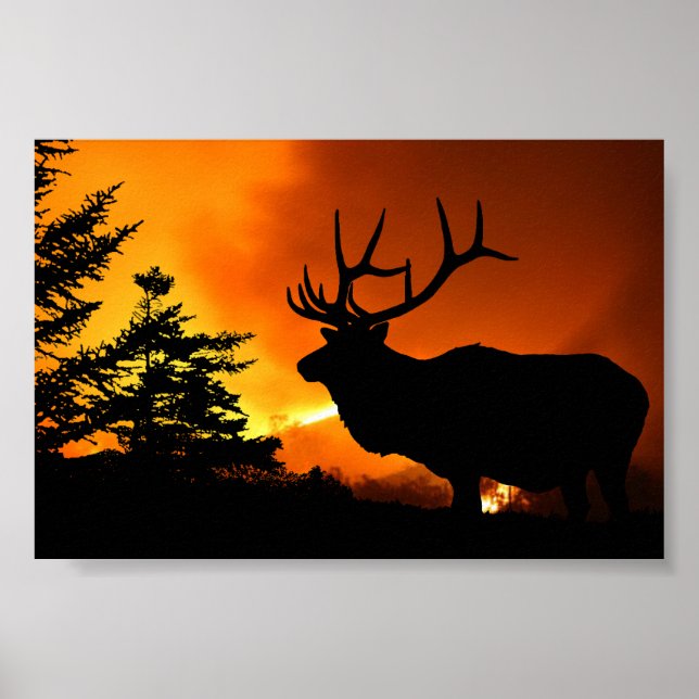 Elk Poster (Front)