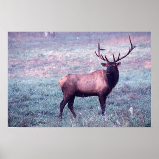 Elk Print w/o Borders