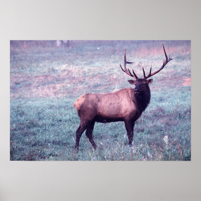 Elk Print w/o Borders (Front)