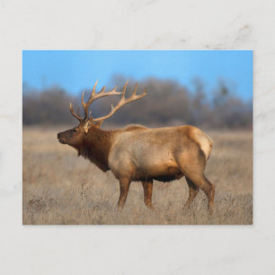 Elk Profile in Autumn Postcard