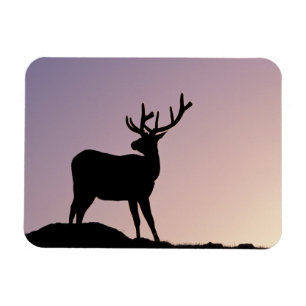 Elk Rocky Mountain National Park, Colorado Magnet