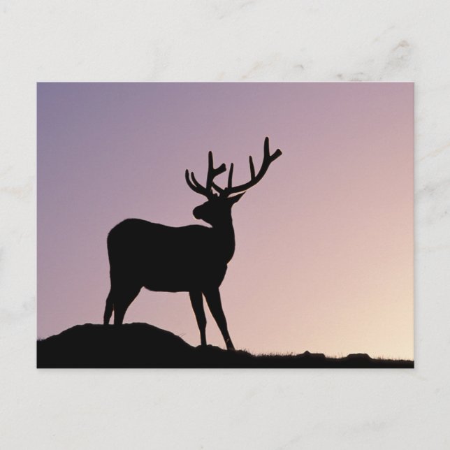 Elk Rocky Mountain National Park, Colorado Postcard (Front)