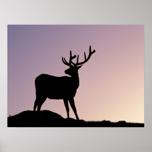 Elk Rocky Mountain National Park, Colorado Poster