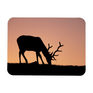 Elk Rocky Mountains National Park, Colorado Magnet