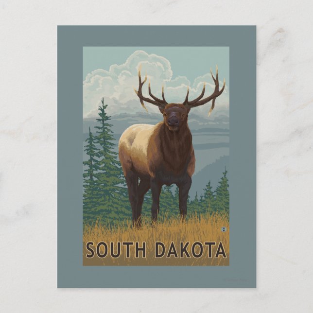 Elk SceneSouth Dakota Postcard (Front)
