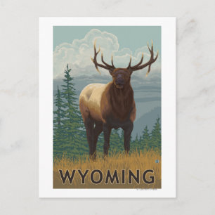 Elk SceneWyoming Postcard