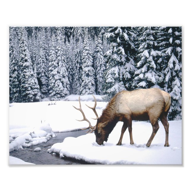 Elk Snow Scene Photo Print (Front)