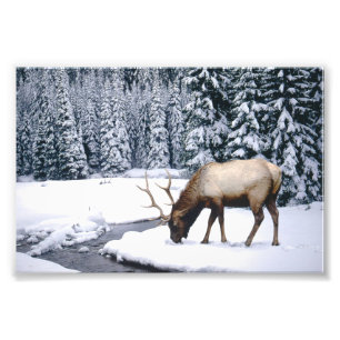 Elk Snow Scene Photo Print