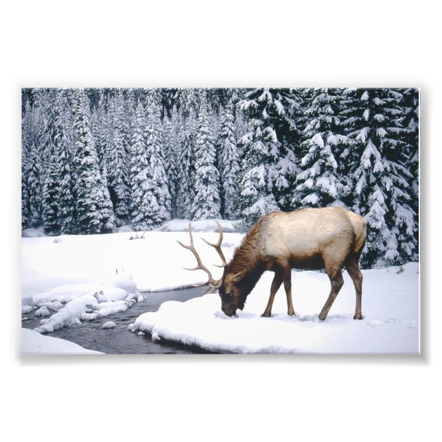 Elk Snow Scene Photo Print (Front)