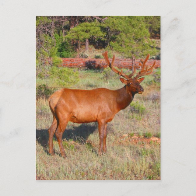 elk stand postcard (Front)
