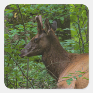 Elk Sticker