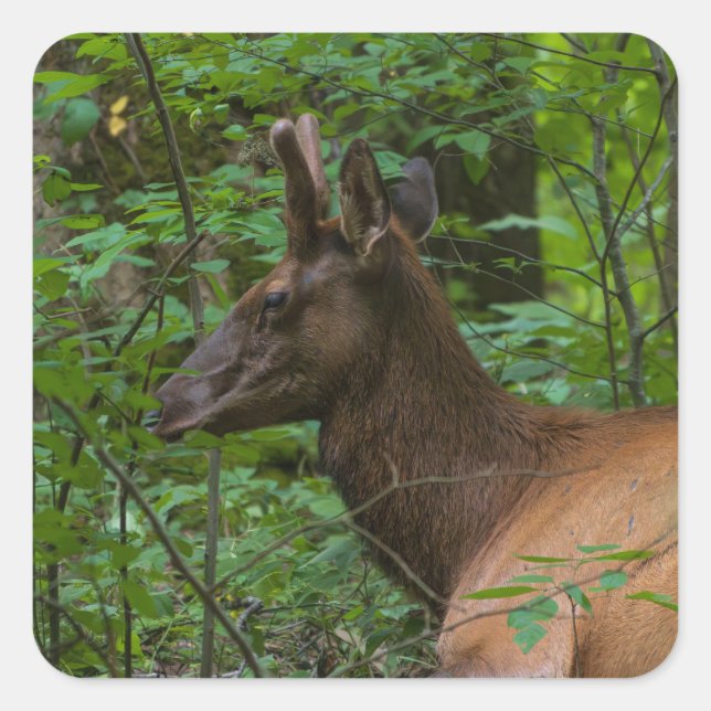 Elk Sticker (Front)
