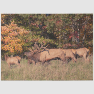 Elk Tissue Paper